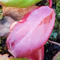 Bergenia  'Abendglut'